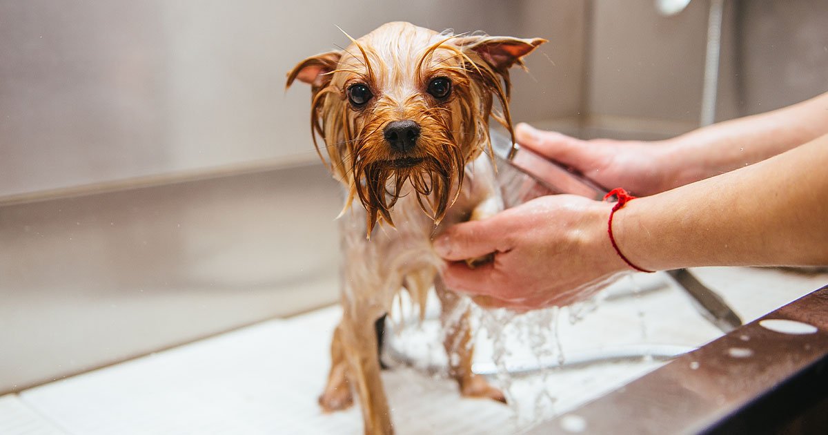 hp-dog-wash.jpg